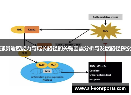 球员适应能力与成长路径的关键因素分析与发展路径探索